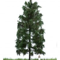 MBRmodel  51-4306  HO Fichte  18-22cm