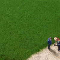 Auhagen 75615 HO Grasfasern dunkelgrün 4,5 mm