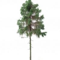 MBRmodel  HO 51-4305 Waldfichte