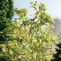 Noch 23100 HO/TT  Natur-Bäume